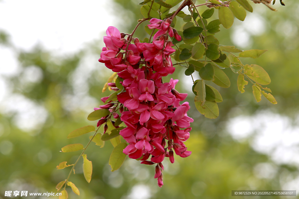 香花槐