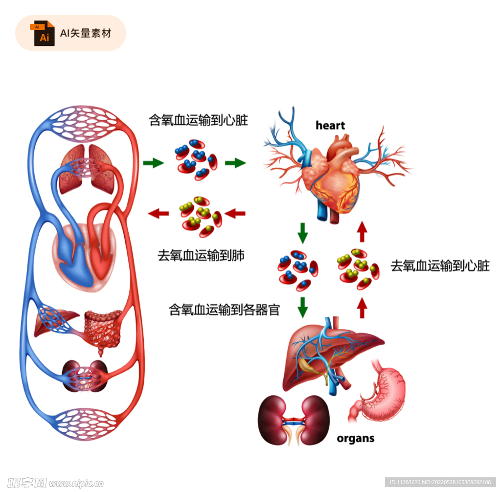 四、肾内组织和血管结构-临床医学-医学