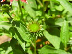 松果菊