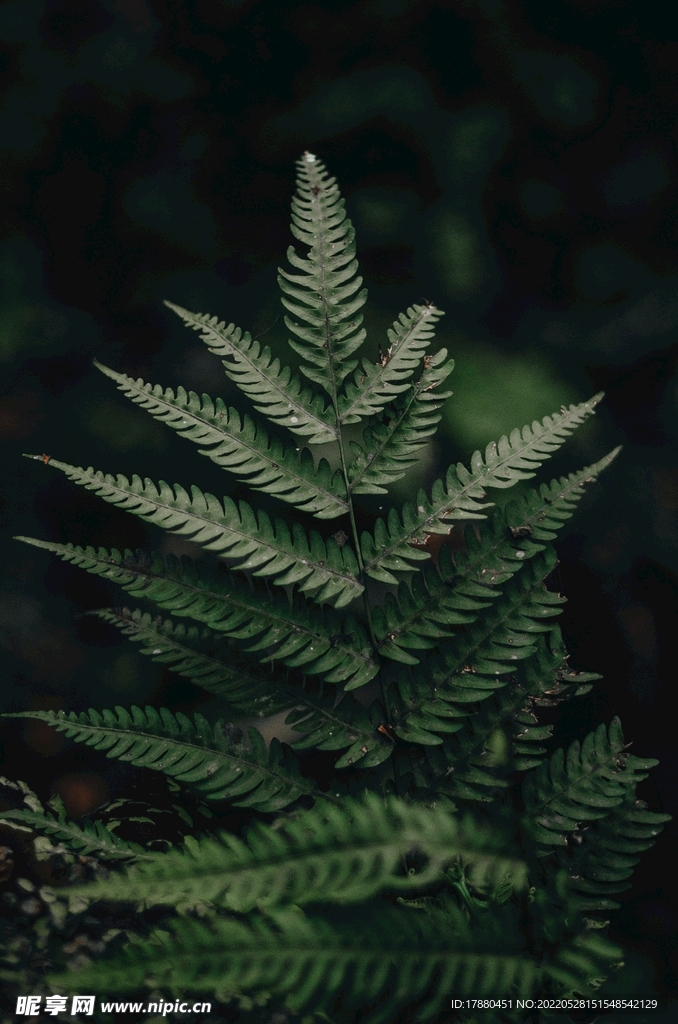 蕨类植物