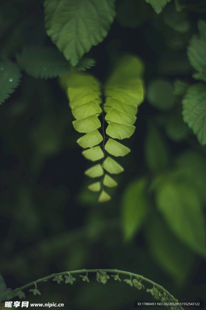 蕨类植物