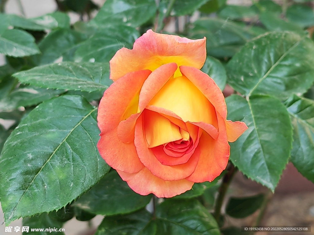 月季花 
