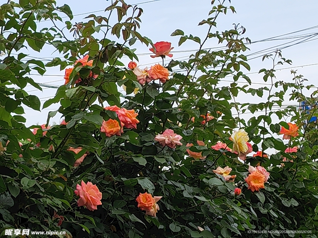 月季花