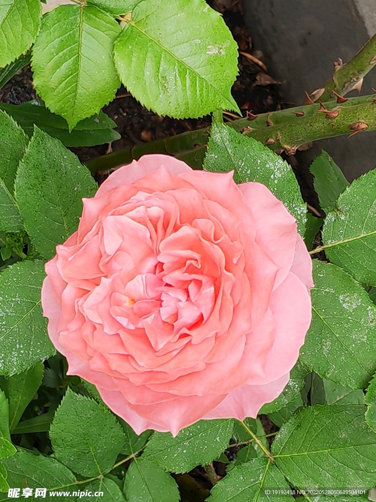 月季花 