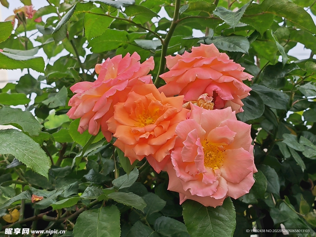 月季花 