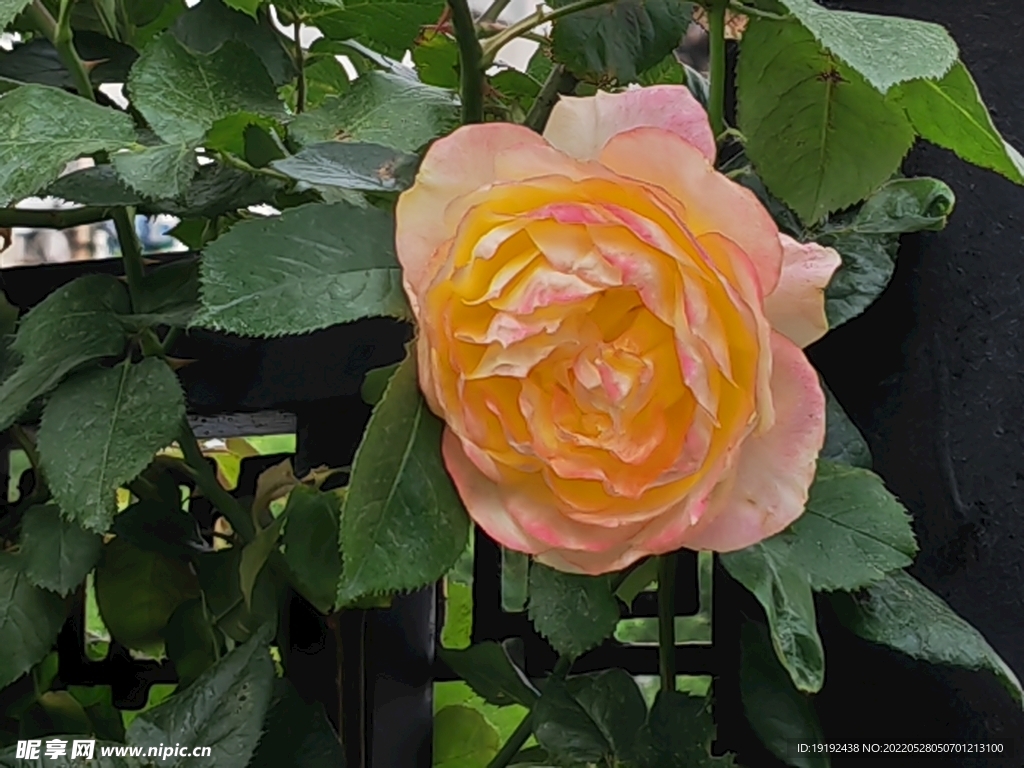月季花