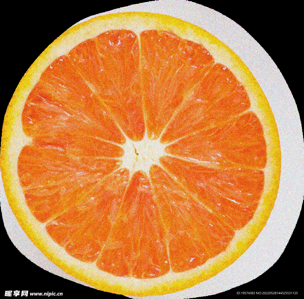 橙子横截面