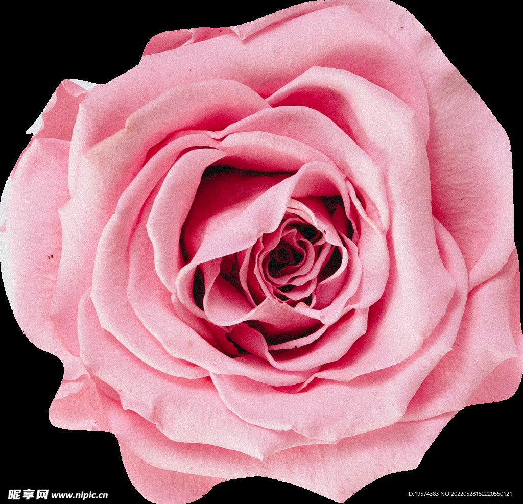 粉色玫瑰月季