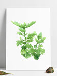 艾草植物