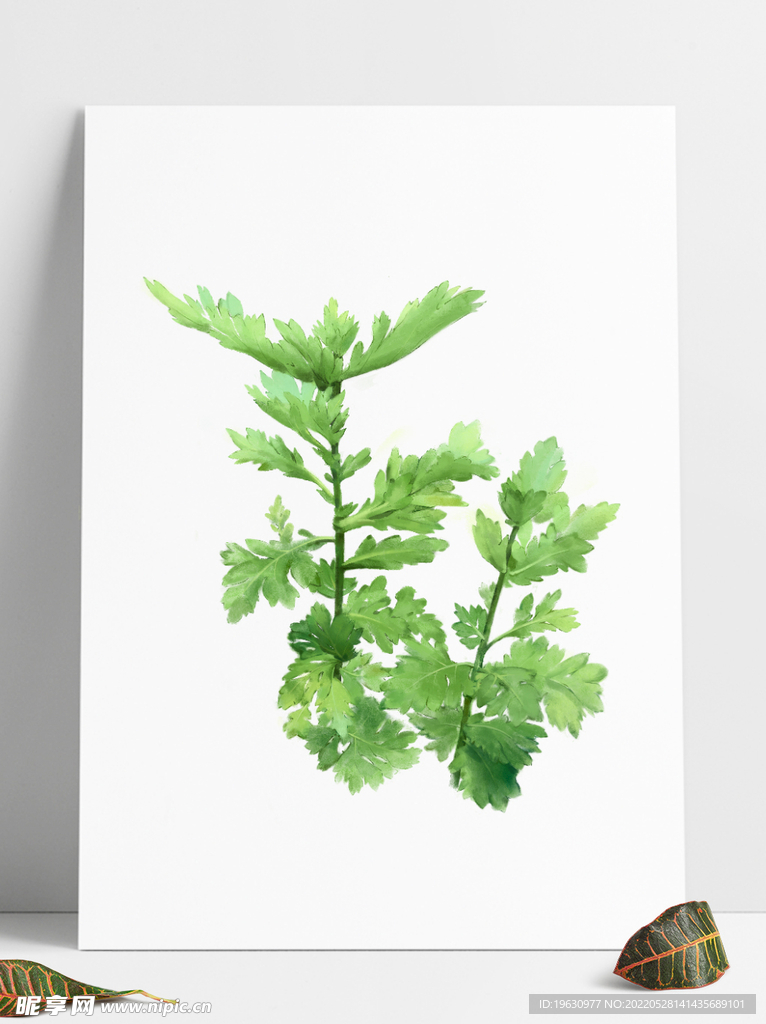 艾草植物