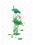 荷花工笔