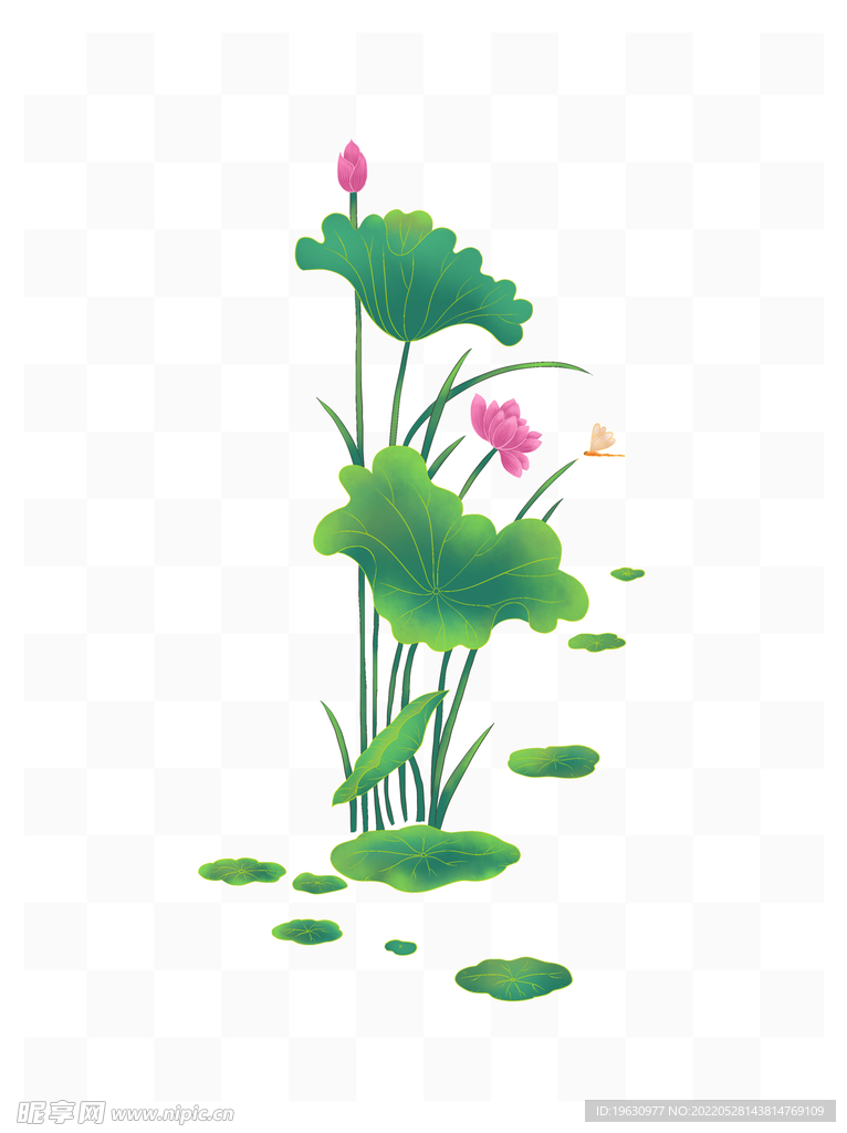 荷花工笔