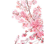精美粉色桃花插画