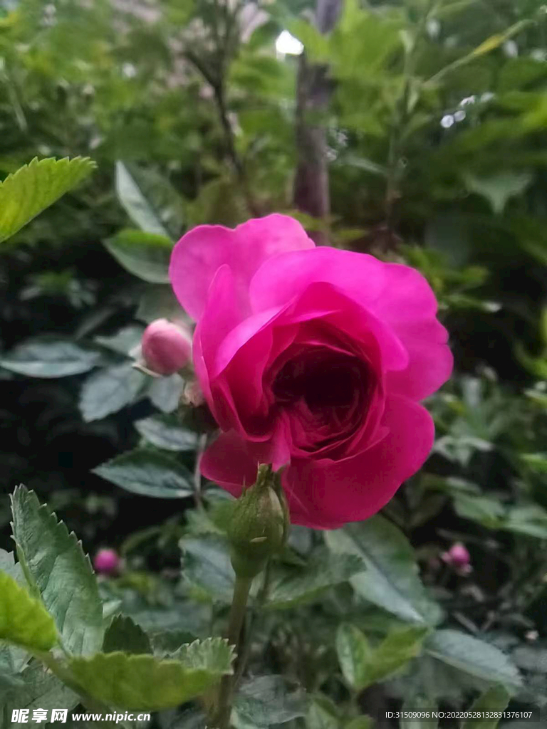 月季花