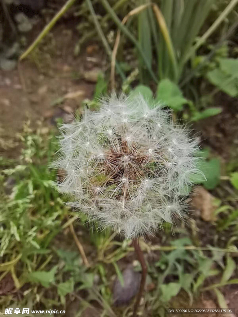 蒲公英 