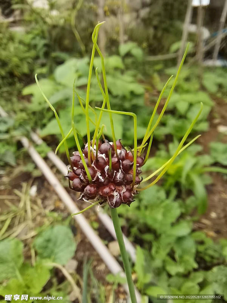 种子