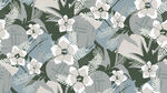 热带花