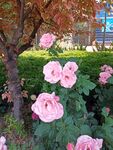 月季花