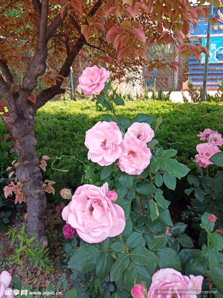 月季花
