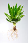 芦荟 