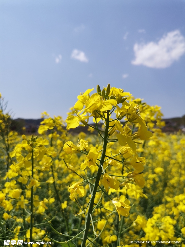 油菜花