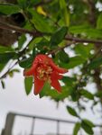 石榴花