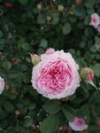 玫瑰花