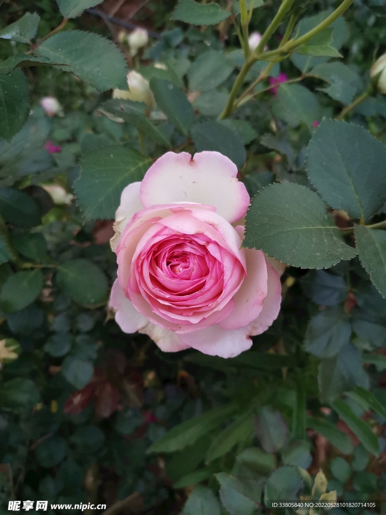 玫瑰花