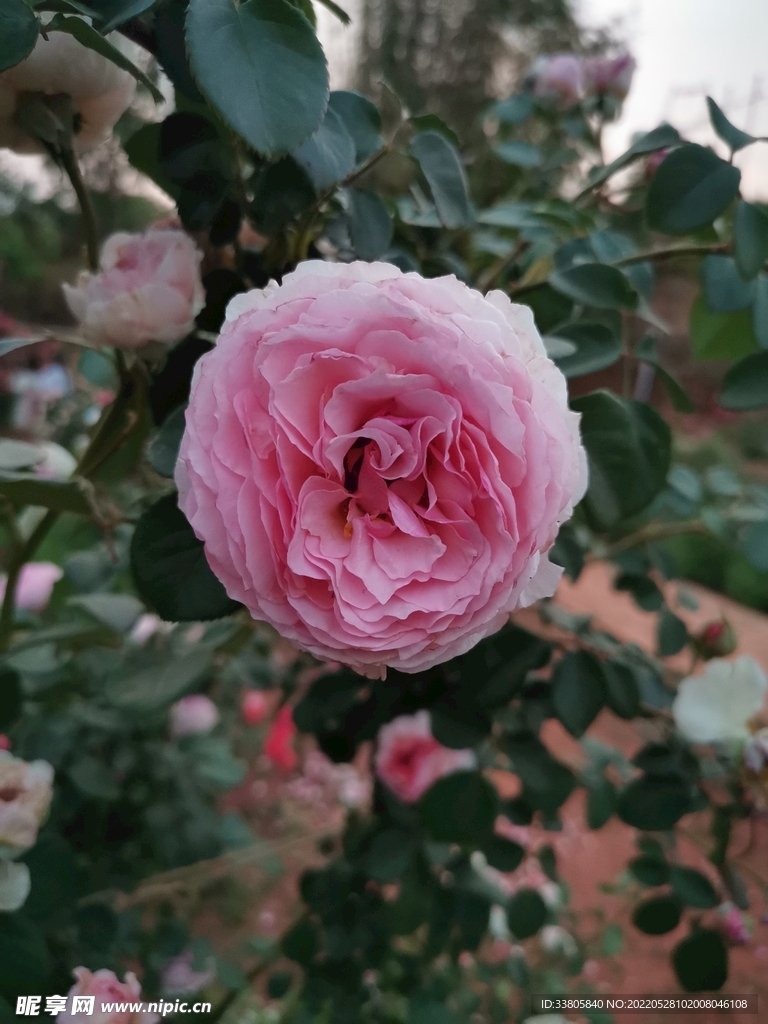 玫瑰花