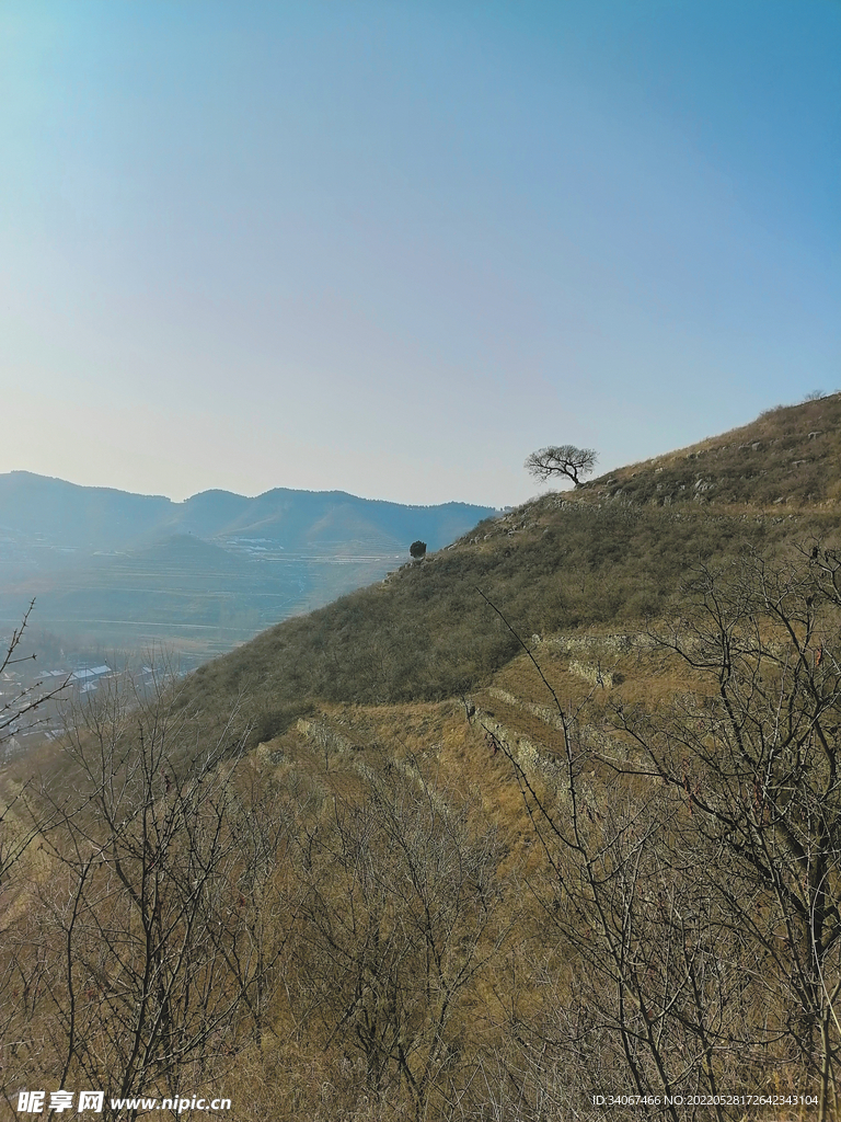 望山树