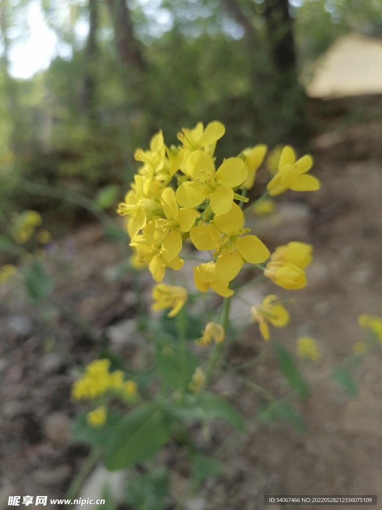 油菜花