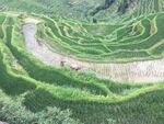 梯田