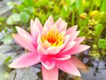 莲花