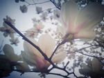 花之梦