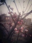 花之梦