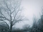 雪中的树