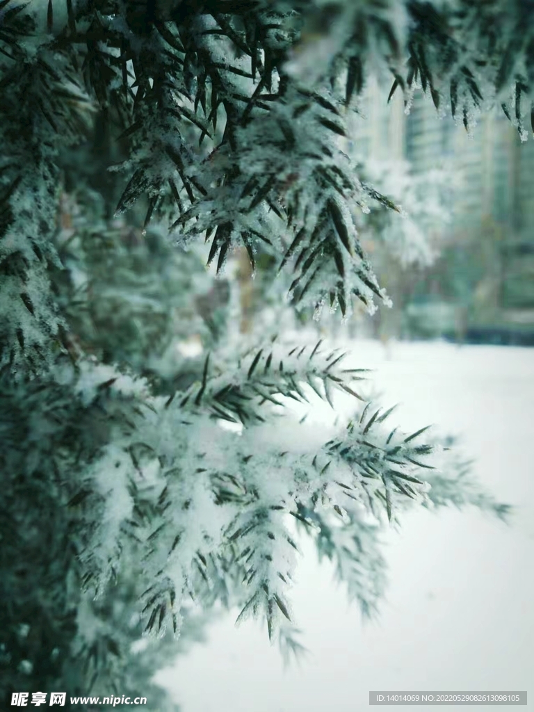 雪景