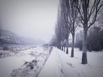 雪树