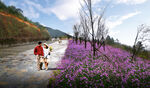 绿化效果图  花海 景观   