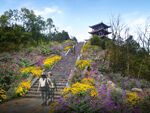 绿化效果图  花海 景观   