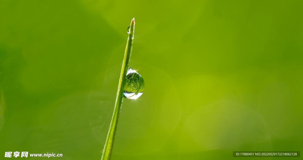 绿草