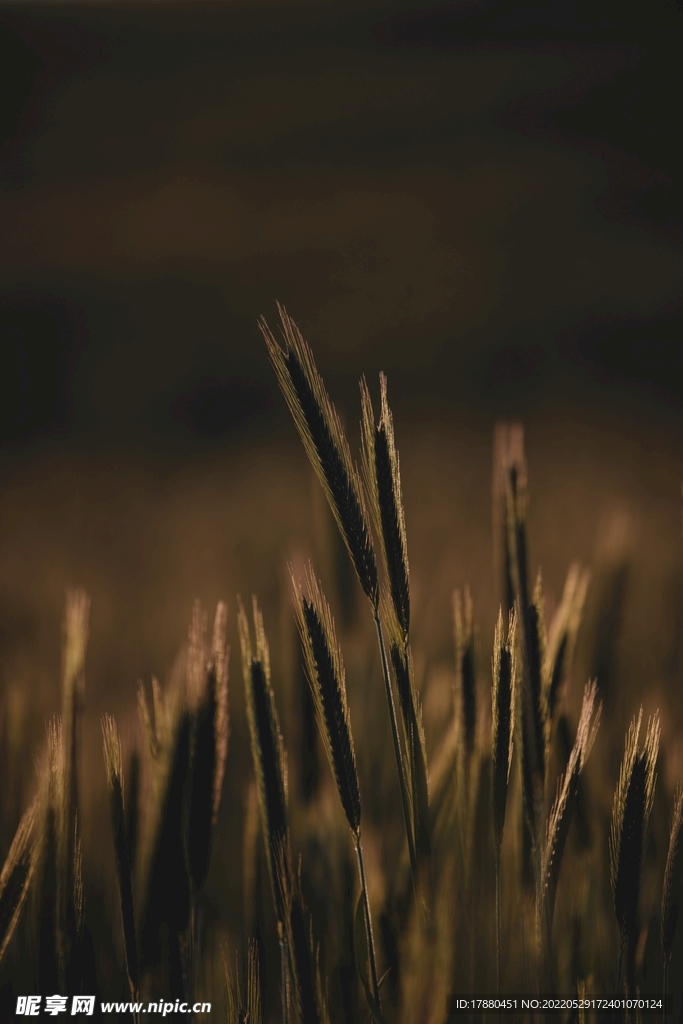 麦穗