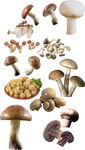 高清免扣蘑菇素材