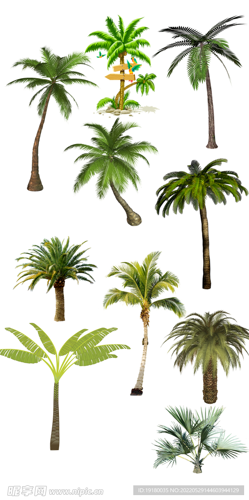 高清免扣椰子树棕树素材