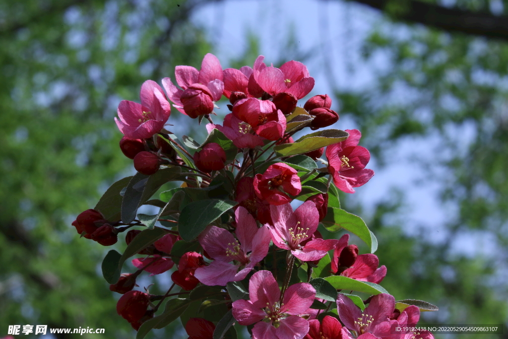 海棠花