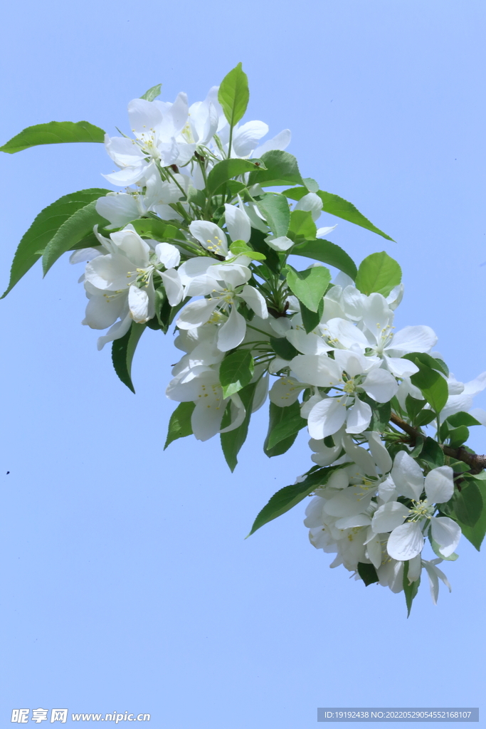 海棠花