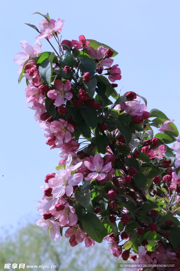 海棠花