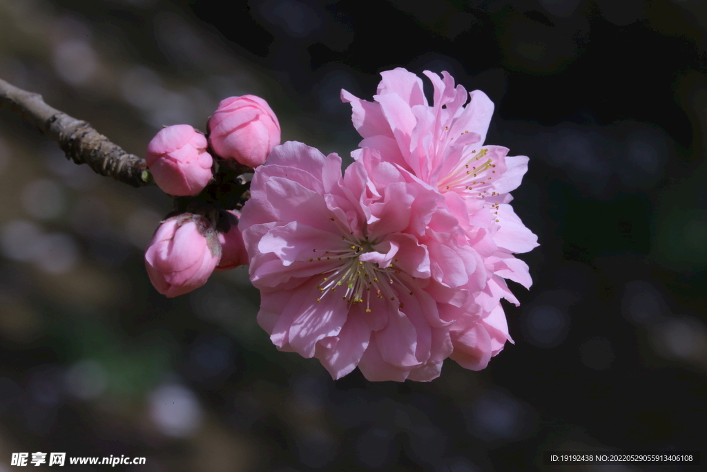 碧桃花