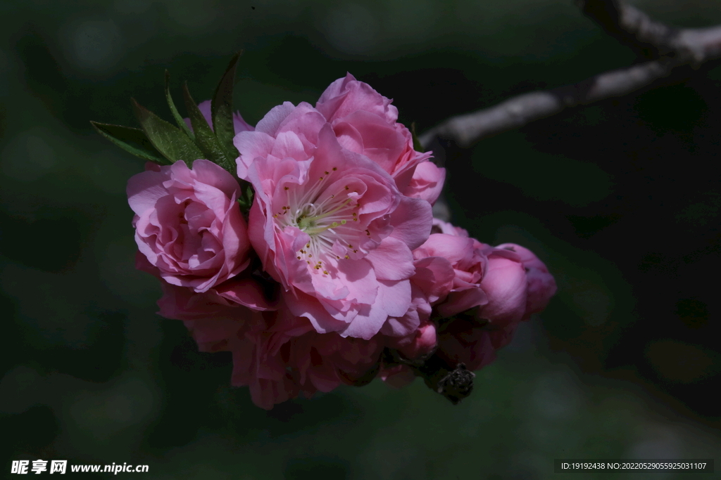 碧桃花