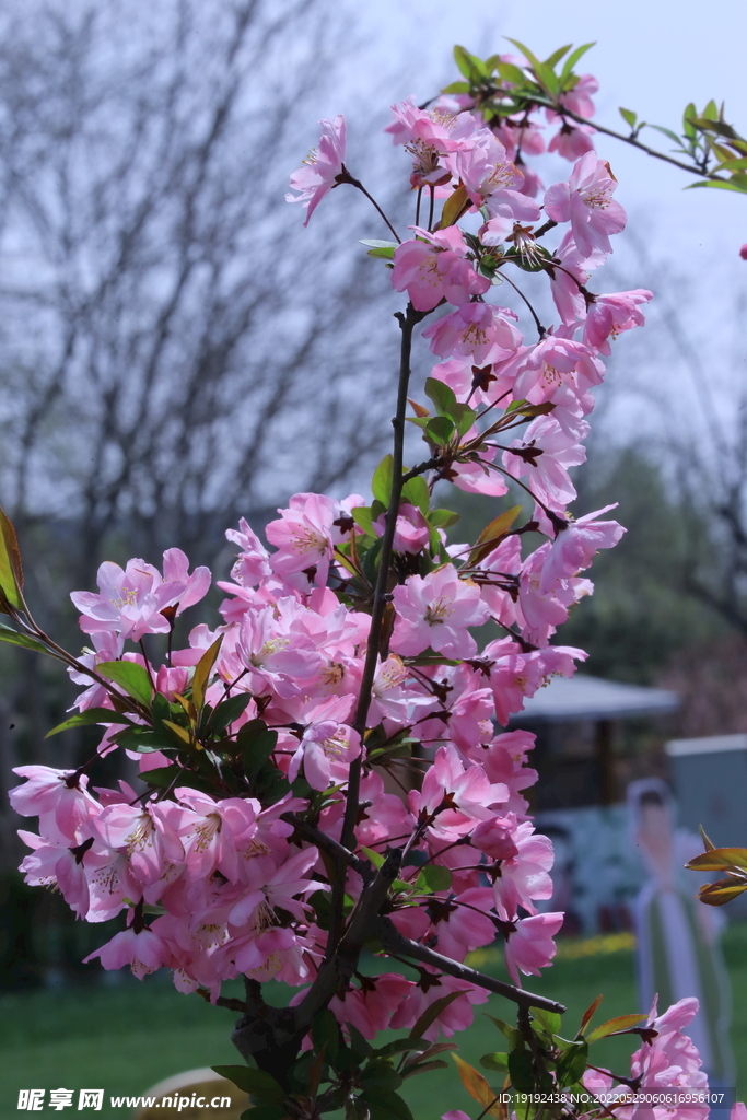 垂丝海棠花 